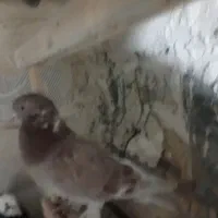 گمشده|حیوانات|قم, هفت تیر|دیوار