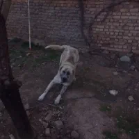سگ نژاد دار گله توله ۷ماه