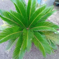 سیکاس چند ساله|گل و گیاه طبیعی|رشت, فلسطین|دیوار