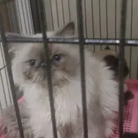 گربه پرشین همااین