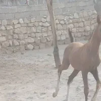 فروش اسب دره‌شوری