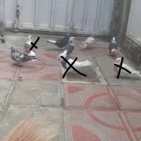 فروش‌کبوتر
