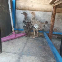 دو عدد جوجه محلی چهار ماهه