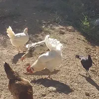 چهل تاج|حیوانات مزرعه|نسیمشهر, |دیوار