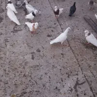 کبوتر طوقی تهرانی جفتی ۴۰۰هزار