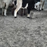 بره نر و ماده|حیوانات مزرعه|بافت, |دیوار