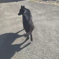 ژرمن    به علت   جا به جایی   می فروشمش