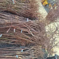 درخت ریشه ایی بادام مامایی شاهرودی نهالستان|خدمات باغبانی و درختکاری|فلاورجان, |دیوار