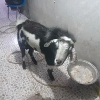 فروش پازن محلی