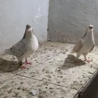 نر ساده هفت رنگ ماده ساده زرد