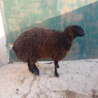 بره.ماده.میش