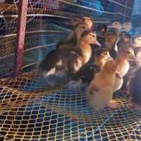 جوجه اردک روسی یا(اسرائیلی)