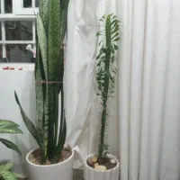 تعدادی گل به فروش می رسد