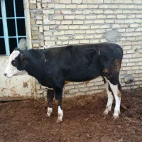 یک راس گوساله نر سمینتال جنس