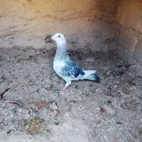 نر شامی مگس