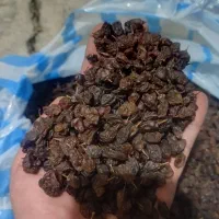 کشمش خشک امسال