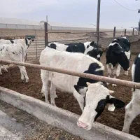 گوساله از شیر گرفته|حیوانات مزرعه|ری, فیروزآباد|دیوار