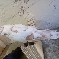 10 عدد کبوتر فروشی|پرنده|سردشت, |دیوار