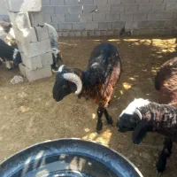 فروش بره قوچ ملحه شاخ باز