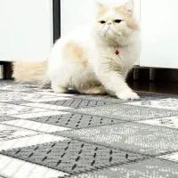 گربه