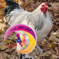 تخم نطفه‌دار برهما لایت مولد خالص و باکیفیت