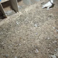 سلام پا پرماده