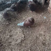 کفتر|پرنده|سلطانیه, |دیوار