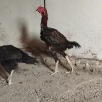 خروس لاری 1ساله