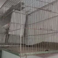 قفس پرنده|لوازم جانبی حیوانات|بروجرد, |دیوار