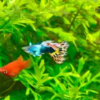 ماهی گوپی مولد