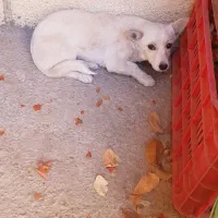 سگ پا کوتاه|سگ|خرمدره, |دیوار