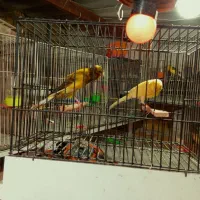 قناری کشیده بلند جیبر جیبوس