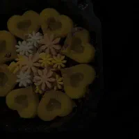 قند و نبات|خدمات پذیرایی، مراسم|فولادشهر, A3|دیوار