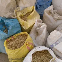 کاه کزر همراه با گندم
