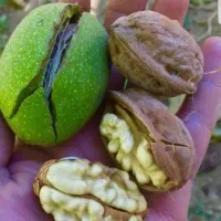 فروش تضمینی نهال گردو چندلر
