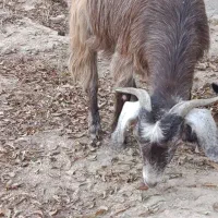 بز دوقلوزا|حیوانات مزرعه|میاندوآب, |دیوار