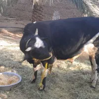 یک عددگاونربرافروش|حیوانات مزرعه|فهرج, |دیوار