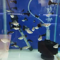 آکواریم ماهی