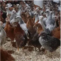 فروش جوجه نیمچه گلپایگانی سالم و اصیل