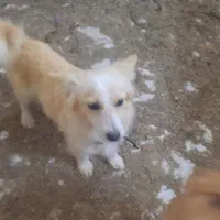 سگ پاکوتاه|سگ|بیرجند, |دیوار