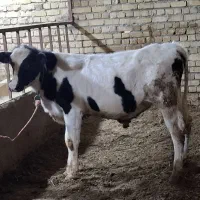 دو راس گوساله نر سیمنتال|حیوانات مزرعه|بزینه رود, |دیوار