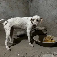 دالمیشن  فروش و معاوضه