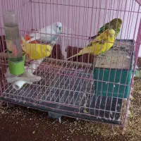 مرغ عشق با قفس|پرنده|گرگان, |دیوار