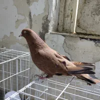 کله ای ماده سرخ خونی چاپ چاپ