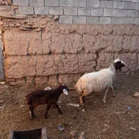 میش زایده|حیوانات مزرعه|بردسکن, |دیوار