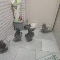 خدمت عشق بازان پنچ عدد کبوتر قلدر ضمانت همه چی