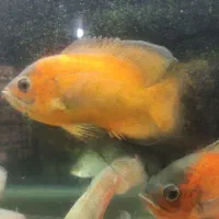 انواع ماهی گوشتخوار /آکواریوم بهروز|ماهی|زنجان, |دیوار