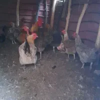 10عدد مرغ تخمگذار کاکلی و خروس برهما و گلین