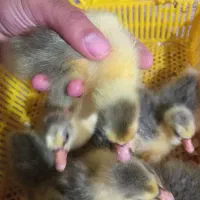 جوجه غاز محلی|حیوانات مزرعه|قائمشهر, |دیوار