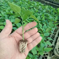 نشا فلفل|خدمات باغبانی و درختکاری|میناب, |دیوار